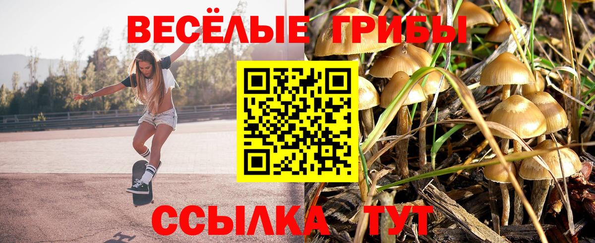 Галлюциногенные грибы Psilocybe Шелехов